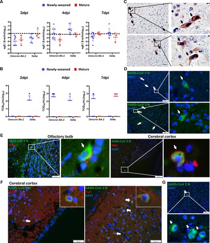 Figure 2. SARS-CoV-2 viral RNA and antigen expression in newly-weaned or mature hamster brain tissues after Omicron BA.2 or Delta virus infection. (A) Viral Sg-E gene copies in brain tissues. n = 3–8. (B) Infectious virus titre in brain tissues. n = 3–8. Data represented mean ± SD. Dashed lines indicated as detection limits. (C) Immunohistochemistry stained SARS-CoV-2 viral N protein in brain sections of Omicron BA.2 infected newly-weaned hamsters at 4 dpi. The positive cells in the boxed area were magnified and indicated by arrows. Scale bar = 50 µm. (D) Immunofluorescence stained SARS-CoV-2 viral N protein in brain sections of Omicron BA.2 infected newly-weaned hamsters at 4 dpi. N protein-positive cells stained in green fluorescence and indicated by arrows. The positive cells in the boxed area were magnified. Scale bar = 100 µm. (E) Double immunofluorescence stained N protein antigen (green) and microglial cellular marker Iba1 (red) in brain sections of Omicron BA.2 infected newly-weaned hamsters at 4 dpi. Iba1 and N antigen double-positive cells in boxed areas were magnified and indicated by arrows. Scale bar = 50  or 100 µm. (F) Double immunofluorescence staining of N antigen and neuron marker Tuj1 in brain tissue of Omicron BA.2 infected newly-weaned hamsters at 4 dpi. Tuj1 and N antigen double-positive cells in the insert. (G) Immunofluorescence stained N protein in brain tissue sections of Omicron BA.2 infected mature hamsters at 4 dpi. N protein-positive cells stained in green fluorescence and indicated by arrows. The positive cells in the boxed area were magnified. Scale bar = 50 µm (F&G).