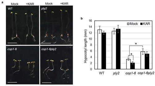 Figure 2. Double mutant analysis of ply2 and cop1-6 mutations.(a) Representative seedling phenotypes. After irradiation with white light for 12 h to stimulate germination, the seedlings were grown on half strength MS media with or without 10 μM of KAR2 (+KAR) for 5 days in darkness. The images show representative 5 d-old dark-grown seedlings. Scale bar, 5 mm. WT, wild type. (b) Quantitative measurement of hypocotyl length. Values represent means ± SDs of hypocotyl length from at least 15 seedlings grown as in (A). WT, wild type. Asterisks indicate significant differences at p < 0.01 (Student t-test).