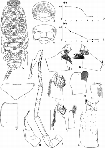 Figure 6 Benthana guayanas n. sp. (male paratype). A: habitus; B: cephalon dorsal view; C: cephalon frontal view; D: noduli laterales coordinates d/c; E: noduli laterales coordinates b/c; F: telson; G: epimera 4; H: antennule; I: antenna; J: left mandible; K: right mandible; L: maxillule; M: maxilla; N: maxilliped. Scales: A = 1 mm, B and C = 0.16 mm, F–N = 0.1 mm.