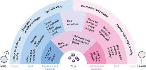 Figure 1 Adverse effect of NPs in the reproductive cell organs and molecules.Abbreviations: E2, estradiol; FSH, follicle-stimulating hormone; LH, luteinizing hormone; NPs, nanoparticles; PRL, prolactin; T, testosterone.