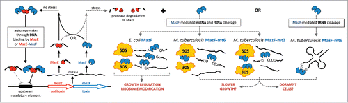 Figure 1. MazF toxins can specifically target mRNA, rRNA, or tRNA. All mazEF operons encode the intracellular toxin MazF downstream of the gene for the antitoxin MazE. In the absence of stress, the MazE antitoxin neutralizes the toxicity of MazF by forming a stable complex with the toxin. The MazEF complex and to a lesser extent, the MazE dimer, autoregulate the operon. Thus, the amount of free, active MazF toxin is dynamic and dependent on the concentration of the unstable MazE antitoxin that is susceptible to the action of cellular proteases. Many MazF family members appear to regulate growth by cleaving single-stranded mRNA at unique and specific 3-, 5- or 7-base sequences. However, E. coli MazF also cleaves 16S rRNA in the 30S ribosomal subunit. M. tuberculosis toxins MazF-mt6 and MazF-mt3 also cleave 23S rRNA in the 50S subunit or both 16S and 23S rRNA, respectively. By contrast, M. tuberculosis MazF-mt9 cleaves tRNA.