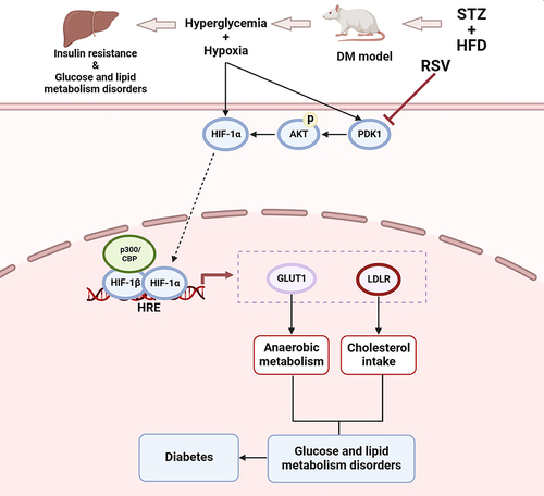 Figure 7 Schematic illustration of RSV regulating glycolipid metabolism by the PDK1/AKT/HIF-1α pathway in diabetes. The PDK1/AKT/ HIF-1α signaling was activated by hyperglycemia and hypoxia, and subsequently regulated the expression of genes acting downstream of HIF-1α, including Glut1 and Ldlr. As anaerobic metabolism was strengthened and cholesterol intake was weakened, they finally resulted in glucose and lipid metabolism disorders and diabetes. But RSV can reverse these reactions.