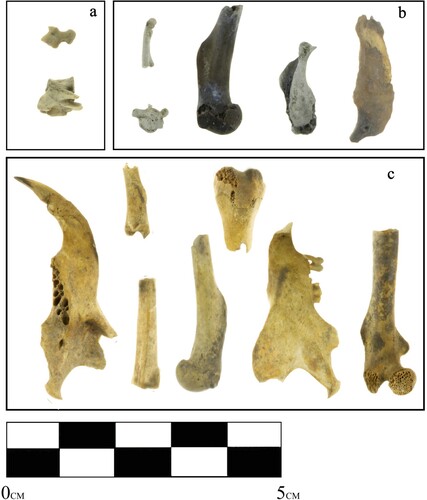 Figure 7. Examples of burning damage on squirrel bones from Mission Santa Clara: (a) unburned white-cream; (b) carbonized (blue-black) and calcined (chalky-white or blue-grayish); (c) slightly burned (reddish-brown).