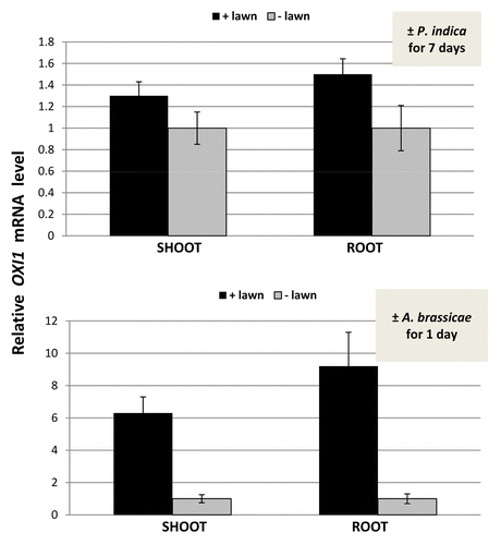 Figure 5. Relative OXI1 mRNA level in the shoots and roots of Arabidopsis seedlings that were kept on KM medium with P. indica (+ lawn) or without P. indica (− lawn) for 7 d (top) or with A. brassicae (+ lawn) or without A. brassicae (− lawn) for 24 h (bottom). The OXI1 mRNA levels in the “– lawn” samples were set as 1.0 and the other values expressed relative to them. Based on 6 independent experiments with 20 seedlings each, bars represent SEs.