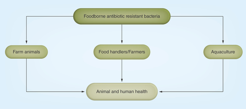 Figure 1.  Spread of foodborne antibiotic resistant bacteria in the environment.