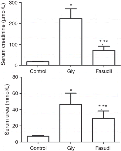 Figure 1. Serum creatinine (A) and blood urea nitrogen (B) concentrations.Note:*p < 0.01 versus control group, **p < 0.01 versus Gly-model group, n = 10.