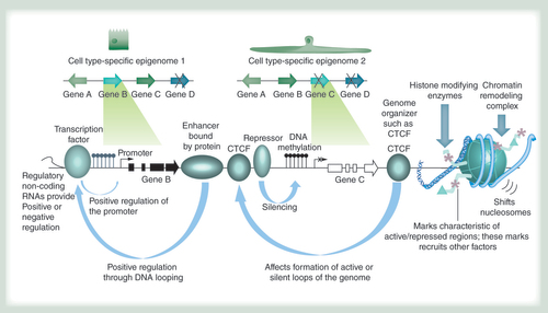 Figure 1. Mechanisms of epigenetic control.The epigenome allows cell types with identical genomes (schematically depicted at the top) to exhibit differential gene expression patterns through a variety of mechanisms. They include, from left to right: regulatory RNAs of different types such as long noncoding RNAs, miRNAs and others; recruitment of transcription factors that can activate gene expression; enhancer-binding proteins that can activate gene expression by looping to promoters in cis or in trans (when different chromosomes interact); proteins like CTCF that mediate looping interactions in concert with other proteins such as cohesin and thereby support the three-dimensional organization of the genome; the binding of repressor proteins that can silence genes; DNA methylation that is usually absent in active regulatory regions such as promoters and enhancers (hydroxymethylation, thought to occur during DNA methylation removal, and other modifications can also occur); a variety of histone modifying enzymes that lead to protein interactions associated with different chromatin states; nucleosome remodeling complexes that can lead to the removal or deposition of nucleosomes in active and repressed genomic regions, respectively.