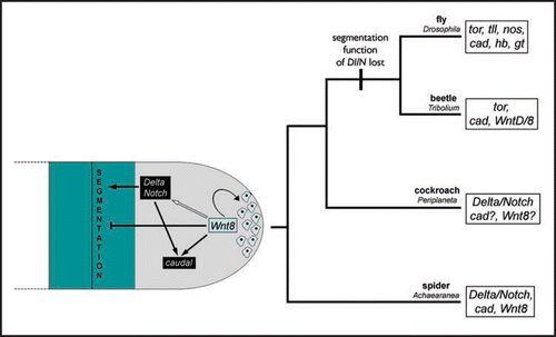 Figure 1 Model of the ancestral regulatory network for posterior development in arthropods and its evolution in insects and spiders. The left-hand illustration, at the base of the tree, shows the possible regulatory network of Wnt8, Delta-Notch (Dl/N) and caudal (cad) in a schematic, generalized growth zone of the hypothetical ancestral arthropod. The last two segments (blue highlighted area) and the unsegmented growth zone (grey highlighted area) are shown with the posterior to the right. Dashed lines indicate more anterior segments. Wnt8 is thought to establish and maintain a pool of undifferentiated cells at the very posterior of the growth zone (curved arrow pointing to the cells in blue) and may block segmentation (blunt arrow). At the same time, Wnt8 may be responsible for the dynamic expression of Delta and Notch because it initiates the clearance of expression of these genes from the very posterior of the growth zone (white arrow), which is needed for the correct induction of the segmentation process. Wnt8 and the Delta-Notch signaling may also be directly or indirectly responsible for the regulation of cad (black arrows). While Delta and Notch play an important role in the segmentation mechanism in spiders and insects like the cockroach, the function of these genes in segmentation may have been lost in the lineage leading to other insects like flies and possibly beetles (indicated by the vertical bar at the branch to beetles and flies).