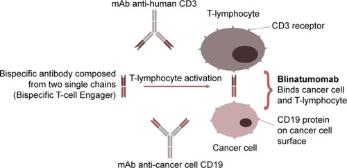 Figure 1 Mechanism of blinatumomab therapeutic action: recruitment of T cells to tumors through binding of tumor-cell-surface antigens to immune cells.