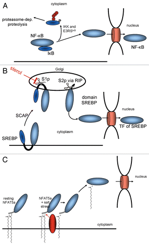 Figure 8 Mechanisms for the mobilization of TFs for nuclear import. (A) IκB prevents NFκB from entering the nucleus by masking its NLS. (B) The sterol regulatory element binding protein (SREBP) is retained at the ER via two transmembrane domains until its transcriptional active part gets cleaved off via two proteolytical cleavages. (C) A TF such as NFAT5a is attached to the plasma membrane via two lipid anchors. A stimulatory signal that causes its depalmitoylation allows its dissociation from the membrane and nuclear import.