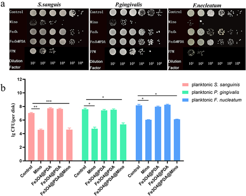 Figure 3 The antibacterial effect of FPM against planktonic bacteria. (a) Representative images showing the colony formation of planktonic S. Sanguis, (P) gingivalis, and F. nucleatum. (b) A bar graph showing the CFU of planktonic S. Sanguis, (P) gingivalis, and F. nucleatum after indicated treatments. (Student’s t-test, *, p < 0.05, **, p < 0.01, ***, p<0.001).