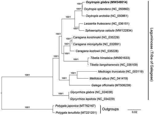 Figure 1. Phylogenetic tree reconstructed by maximum-likelihood (ML) and Bayesian inference (BI) analysis based on the 76 chloroplast protein-coding genes of these 17 species.