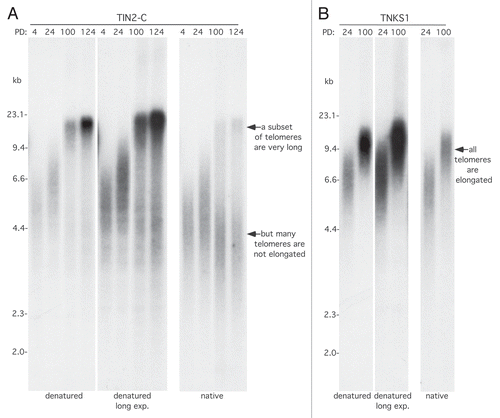 Figure 3 All telomeres are not elongated in TIN2-C cells. (A and B) Analysis of telomere restriction fragments isolated from the stable HTC75 cell lines expressing TIN2-C (A) or FN-tankyrase 1 (TNKS1) (B) at the indicated PD. Samples were fractionated on agarose gel and probed with a 32P-labeled CCCTAA probe under native and denatured conditions.