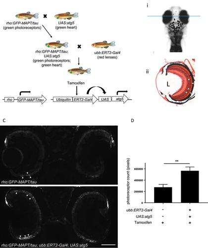 Figure 5. Autophagy upregulation by induction of Atg5 expression ameliorates pathology in a zebrafish model of tauopathy. (a) Schematic diagram of crosses to generate triple transgenic zebrafish. Photoreceptor degeneration is observed in the zebrafish transgenic line expressing the GFP-tagged human MAPT gene under the control of the rhodopsin promoter (rho:GFP-MAPT/tau transgene). This degeneration has previously been shown to be ameliorated by pharmacological upregulation of autophagy [Citation19]. The rho:GFP-MAPT/tau line was crossed to the UAS:atg5 transgenic line and double transgenic fish were identified as those with GFP expression in the retina and in the heart. These double transgenic fish were crossed with ubb:ERT2-Gal4 transgenic fish. From the final cross, 12.5% of offspring will inherit all 3 transgenes (GFP in retina and heart; RFP in the lens). All offspring were treated with 1 µM tamoxifen from 8 h.p.f. to 9 d.p.f. At the end of the treatment period, larvae were sorted for expression by GFP and RFP expression to identify those expressing only the rho:GFP-MAPT/tau transgene and those expressing all three transgenes. (b) Photoreceptor degeneration analysis. (I) Cryosections through the central retina (plane of section shown by blue line) were imaged and quantified to determine the photoreceptor number and distribution. (ii) Hematoxylin and eosin-stained histological section to demonstrate the photoreceptor layer (arrowheads). L marks position of lens. (c and d) By 9 d.p.f., almost all photoreceptors have degenerated in rho:GFP-MAPT/tau fish (upper panel) with just a few GFP-positive cells (arrowheads) remaining at the ciliary marginal zone. In triple transgenic zebrafish (overexpressing Atg5), there is a significant rescue of photoreceptor degeneration. Representative images taken using GFP filter (excitation 395–455 nm; emission 480 nm). Quantification of photoreceptors is shown in (d), (n ≥ 55 eyes analyzed per group; unpaired t-test, **p < 0.01). Scale bar: 50 µm.