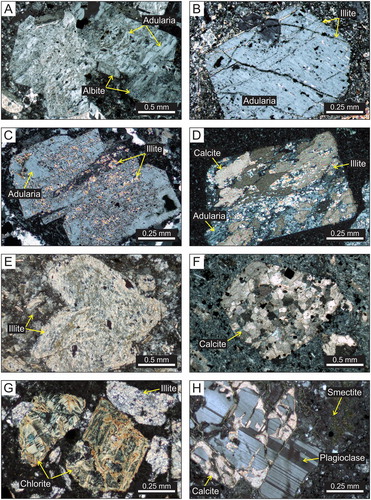 Figure 4. Digital microscopic images of hydrothermal alteration minerals replacing volcanic rocks. A, Feldspar phenocrysts completely altered to adularia and albite (WV006 254.2 m, Jubilee), B, feldspar phenocryst altered to adularia with fractures filled by later trace illite (ML7 36.0 m, Sovereign), C, feldspar phenocrysts altered to adularia and later illite (sample AU#57552, Karangahake), D, feldspar phenocryst altered to adularia, illite and overprinted by calcite (WV007 166.5 m, Jubilee), E, feldspar phenocryst completely altered to illite (ML11 146.6 m, Sovereign), F, feldspar phenocryst completely altered to calcite (WV011 194.8 m, Scimitar) G, pyroxene phenocrysts altered to chlorite. Adjacent feldspar phenocrysts are altered to illite (WV008 204.95 m, Jubilee), H, plagioclase phenocryst partly altered by calcite. The groundmass is partially altered to smectite (WV009 466.2 m, Jasper Creek).