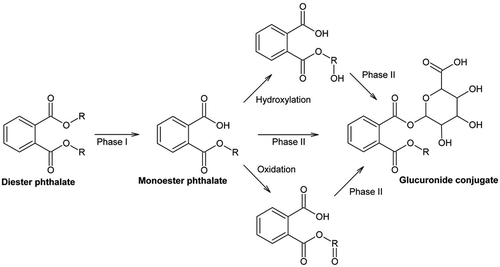 Figure 3. General mechanism of metabolism of phthalates.
