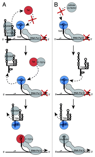 Figure 5. Model of the HMGA1-repressive role during HIV-1 transcription. (A) TAR-bound HMGA1 competes with HIV-1 Tat for TAR-binding. Tat targets P-TEFb from the promoter-bound inactive 7SK/P-TEFb snRNP, leading to the ejection of inactivating HEXIM1 and 7SK RNA, which subsequently competes with TAR for HMGA1 binding. That way, 7SK RNA facilitates the Tat/TAR interaction leading to the recruitment of activated P-TEFb to the paused RNA Polymerase II (RNA Pol II) to subsequently start efficient viral transcription. (B) In the absence of Tat, TAR-bound HMGA1 prevents the binding of transcription activating cellular co-factors to TAR (e.g., YB-1 or Pur-α). 7SK RNA competes with TAR vor HMGA1 binding and that way facilitates the TAR-binding of the cellular co-factors in order to activate basal viral transcription.