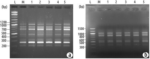 Figure 4. (a) Representative agarose gel electrophoresis image of an amplified sequence from a RAPD reaction directed by primer OPA-13. Lane L: 1 kb plus ladder. Lane M: PCR amplification of mother plant DNA. Lane 1-5: PCR amplification of in vitro regenerated plants DNA. (b) Agarose gel electrophoresis of an amplified sequence from an ISSR reaction directed by primer UBC 822. Lane L: 1 kb plus ladder. Lane M: PCR amplification of mother plant DNA. Lane 1-5: PCR amplification of in vitro regenerated plants DNA.