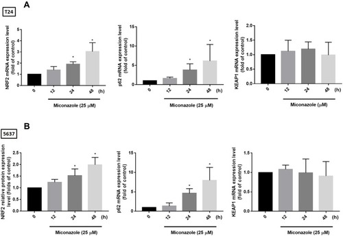 Figure 6 Miconazole increases transcriptional levels of NRF2 and p62 but not KEAP1 in a time-course investigation. (A and B) T24 and 5637 bladder cancer cells were treated with 25 μM of miconazole for 0 hrs, 12 hrs, 24 hrs and 48 hrs, total mRNA were extracted from cells, and expression levels of NRF2, p62 and KEAP1 were detected by qPCR. Results are expressed as the mean ± S.D of triplicate samples (n=6). *P < 0.05 compared to the Con. group.