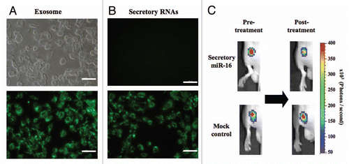 Figure 2 (A and B) Fluorescence photos of PC-3 cells incorporating PKH67-loaded exosomes (A) and SYTO13-labelled nucleic acids (B). (A) PC-3 cells were incubated for 24 h with PKH67-loaded exosomes (B) PC-3 cells were incubated for 24 h in the presence (lower photo) or absence (upper photo) of SYTO13-labelled conditioned medium. Emission at 514 nm was detected with Eclipse TE2000 Inverted Research Microscope and images were produced by NIS-Elements BR software. The size bar indicates 100 µm. (C) Transfer of exosomal miR-16 to PC-3M-Fluc/Rluc-bcl2 3'UTR cells in vivo. Six-week-old male Balb/c athymic nude mice were subcutaneously injected with 2 × 106 PC-3M cells into each dorsal region. One week after implantation, 0.2 mL of 14 µg protein/ml miR-16-enriched exosomes and control exosomes were injected into each tumor on day 0 and day 1. We carried out in vivo imagings on the pre- and 3-day-post-treatment with exosome fractions. For in vivo imaging, the mice were injected with ViviRen by intravenous tail vein injection and imaged immediately to count the photons from animal whole bodies using IVIS imaging system. Animal experiments in this study were performed in compliance with the guidelines of the Institute for Laboratory Animal Research, National Cancer Center Research Institute.