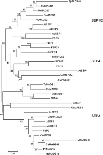 Figure 3. Phylogenetic analysis of CsMADS02 and 33 other SEP proteins from various plant species. CsMADS02 is marked in bold. The accession numbers of SEP proteins used for phylogenetic tree analysis are shown in Supplementary material Table S1.