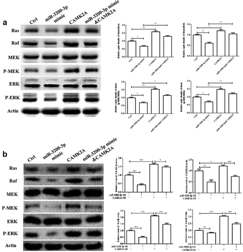 Figure 7. miR-3200-3p suppressed U251 cells via negatively regulating the Ras/Raf/ERK/MEK pathway. (a) The expressions of key elements of the Ras/Raf/ERK/MEK pathway were detected in U251 cells. (b) The relative levels of Ras, Raf, MEK, p-MEK, ERK and p-ERK were tested in U251 cells. (c and d). The same detection in SHG-44 cells. *p < 0.05, **p < 0.01 and ***p < 0.001 vs. control groups.