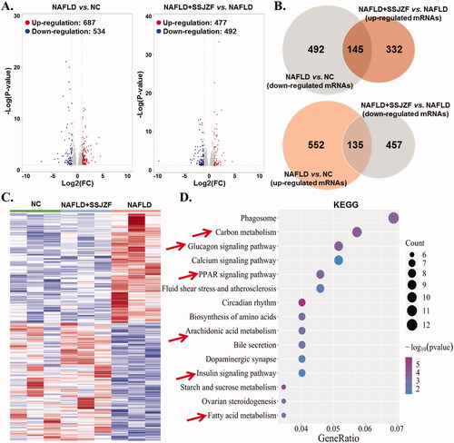 Figure 3. Differential mRNA expression profiles of liver tissues in NAFLD rats treated with or without SSJZF (n = 3 per group). NAFLD: non-alcoholic fatty liver disease; SSJZF: NAFLD rats treated with Shen-Shi-Jiang-Zhuo formula; NC: normal control. (A) Volcano plot of mRNA expression profiles between NC group and NAFLD group or NAFLD group and NAFLD + SSJZF group. (B) Venn diagram showed the intersection of differential genes between NAFLD group vs. NC group and differential genes between NAFLD + SSJZF group vs. NAFLD group. (C) Heatmap showed that 280 mRNAs of significant dysregulation in NAFLD were reversed by SSJZF treatment. (D) KEGG pathway enrichment for the 280 mRNAs of significant dysregulation.