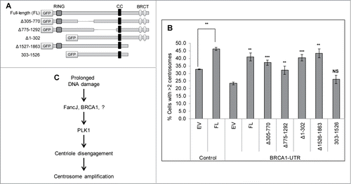 Figure 7. Both the RING domain and BRCT domain of BRCA1 are important for it to stimulate the MMC induced centrosome amplification. (A) Diagram of the domain structure of BRCA1. Full-length as well as different truncation variants of BRCA1 are tagged at the N-terminus with the Green Fluorescent Protein (GFP). (B) U2-OS cells were first transfected with either Control siRNA (C), or siRNA against BRCA1 (BRCA1-UTR) and then transfected with plasmid expressing either empty vector (EV), or GFP tagged full-length BRCA1 (FL), or different GFP-tagged truncation variants. Cells were treated with 0.5 μM MMC for 72 hours and then fixed in methanol and stained with antibodies against γ-Tubulin. More than 300 cells were counted and the percentage of cells with more than 2 centrosomes was quantified. All error bars are standard deviation obtained from 3 different experiments. Standard 2-sided t test: **P < 0.01. NS, not significant. The t test for BRCA1-UTR transfected cells were done compared to EV/BRCA1-UTR cells. (C) A proposed model of how DDICA is regulated by BRCA1 and FancJ.