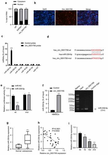 Figure 3. Circ_0001795 targets miR-339-5p. (a) The percentage of circ_0001795, GAPDH and U6 in the cytoplasmic and nuclear fractions were analyzed in hBMSCs by qRT-PCR. (b) Localization of circ_0001795 was determined in hBMSCs by FISH, nuclei were stained with DAPI, scale bar, 200 μM. (c) Biotinylated circ_0001795 probe could capture miR-339-5p among six miRNA candidates by RNA pull-down analysis. (d) StarBase analysis showed the potential binding sites between circ_0001795 and miR-339-5p. (e) and (f) The interaction between circ_0001795 and miR-339-5p was validated by luciferase reporter assay and RNA pull-down in hBMSCs. (g) The expression of miR-339-5p was analyzed in bone marrow tissue samples of 30 OP patients and 20 healthy controls by qRT‐PCR. (h) The correlation of circ_0001795 and miR-339-5p expression level was analyzed in bone marrow tissue samples of 30 OP patients. (i) The expression of miR-339-5p was analyzed by qRT‐PCR during the time course of osteogenic differentiation on 0, 7, 14 and 21 day.