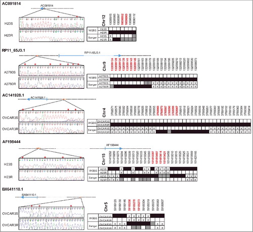 Figure 5. Bisulfite sequencing validation of the differentially methylated positions found by WGBS. Figure shows the genomic location of lncRNAs interrogated and the most representative positions after Sanger sequencing (left). Red asterisks indicate those positions with differential methylation between S and R cells. The right part of the panel shows the comparison with WGBS, where white squares indicate unmethylation, grey hemimethylation, and black shows methylated positions. The crosses indicate an absence of information. Red chromosomal positions are marked with an asterisk.