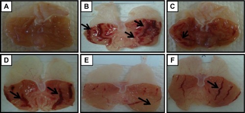 Figure 2 Macroscopic evaluation.