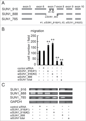 Figure 4. SUN1_888 but not SUN1_916 is required for cell migration. (A) Design of siRNA against SUN1 splice variants. (B) and (C). MDA-MB-231 cells were transfected with siRNA against SUN1_916, SUN1_888, total SUN1, or non-targeting siRNA and after 48 hours, total RNAs were analyzed by PCR (B) and migration activities were analyzed (C). Each bar represents the mean number of cells per field ±SD. *; p < 0.05, **; p < 0.01.
