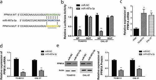 Figure 3. Targeting of PPM1A by miR-487a-3p in OSCC cells