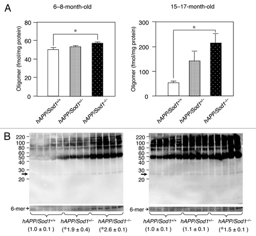 Figure 1. An increase of Aβ oligomer by Sod1 deletion in Alzheimer mice. (A) ELISA analysis of 82E1-specific oligomers using the TBS-soluble fraction of brains of mice (n = 5~7 per genotype) of the indicated genotypes and age. In ELISA for Aβ oligomers (Immuno Biochemical Laboratories: IBL, Gunma, Japan), the same N-terminal Aβ antibody (82E1) is used both for antigen capture and detection. In the younger ages (6−8-mo-old), the level of only Aβ oligomers was significantly increased in hAPP/Sod1-/- as compared with the hAPP/Sod1+/+ mice, but not Aβ42 or Aβ40 (ref. Citation15). On the other hand, older (15−17-mo-old) hAPP/Sod1-/- showed a significant elevation of Aβ oligomers as well as Aβ42 and Aβ40 (ref. Citation15) as compared with the hAPP/Sod1+/+ mice. These data are rearrangement of the previous work (ref. Citation15). (B) Distribution of Aβ aggregates by western blotting of mice (n = 4~5 per genotype) of the indicated genotypes and age. The detailed procedure was described previously (ref. Citation15). In brief, Tris buffered saline (TBS)-soluble fractions (2 µg/µL) were subjected to western blotting using 10–20% Tricine gel (Invitrogen) and transferred to a PVDF membrane (0.2 μm pore size, Bio-rad). Anti-Aβ antibody (6E10, 1:1,000, Signet) was used for Aβ detection. Overexposed bands corresponding to the hexamer (arrows: ~30 kDa) were used for relative quantification. left: 6−8-mo-old, right: 15−17-mo-old. *p < 0.05 vs. hAPP/Sod1+/+, mean ± s.e.m.