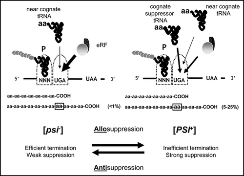 Figure 2 The molecular basis of the [PSI+]-associated nonsense suppression phenotype. Left) When a stop codon arrives at the ribosomal A site it is efficiently recognised by the release factor which in yeast and other eukaryotes is comprised of two proteins, eRF1 (Sup45p) and eRF3 (Sup35p). There are some near-cognate tRNAs able to translate termination codons albeit inefficiently and these are only usually detected when the termination machinery is impaired as, for example, is the case in [PSI+] cells or in sal mutants. Translation then proceeds to the next in-frame stop codon, which here is UAA. Right) If the cell encodes a mutant tRNA which is able to recognise a defined stop codon i.e., a cognate nonsense suppressor tRNA such as the SUQ5-encoded tRNASer 8, this tRNA is able to compete more efficiently than a near-cognate tRNA with the release factor for the termination codon at the A site. Again the efficiency with which the cognate suppressor tRNA competes greatly increased if termination machinery is impaired.
