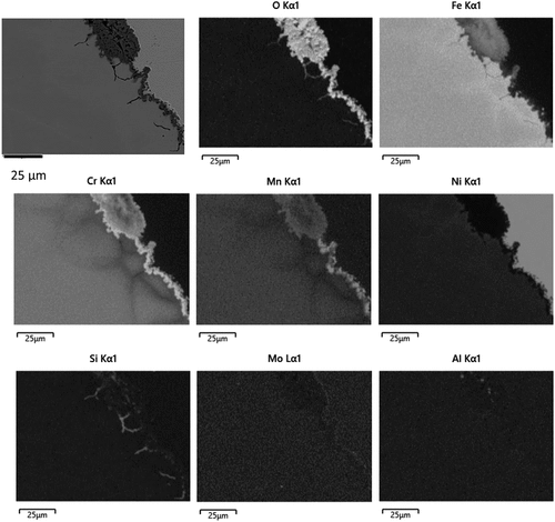 Figure 4. BSE image with EDS maps for the major constituents of SS304 exposed to 900 °C for 200 hours showing the location of the surface oxide from the oxygen map, a continuous surface oxide rich in Cr adjacent to the alloy and islands of thicker oxides containing Fe, Mn and Cr; no obvious presence of NiO was found. Internal oxidation of Si had occurred, forming predominantly at the alloy grain boundaries. Smaller grains of the alloy were encased in the SiO2. Depletion of Cr was observed at the grain boundaries indicating faster diffusion occurring at these sites.