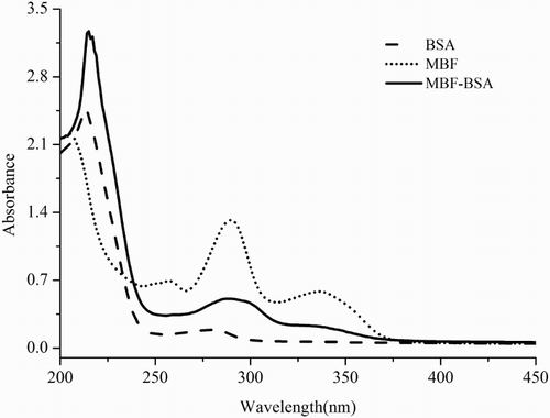Figure 2. UV–vis spectra of MBF, BSA, and MBF–BSA.