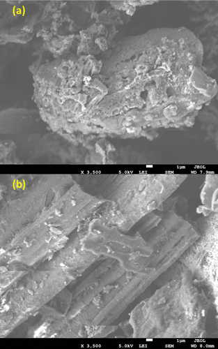 Figure 3. SEM micrographs of (a) MTWB and (b) MRHB.