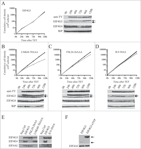 Figure 7. Expression of TY-tagged EIF4G3 and variants in procyclic cells. Growth curves and Western blot analysis of the expression of the TY-EIF4G3 wild-type (A) or the TY-EIF4G3 LNK68-70AAA (B), TY-EIF4G3 FSL24-26AAA (C) and TY-EIF4G3 IL9-10AA (D) variants in transfected cells in the presence or absence of tetracycline (plus tetracycline – gray; minus tetracycline – black). In each case the expression was detected using monoclonal anti-TY and antibodies specific to each of the eIF4G homologues. The blot was simultaneously probed with anti-BiPCitation73 as a loading control. All curves shown are representative of multiple experiments performed with distinct transfection events. The arrows highlight the expression of either the tagged-EIF4G3 proteins (white-filled arrow) or the endogenous EIF4G3 (black-filled arrow). (E) Interaction profile of wild-type TY-EIF4G3, or selected variants, with its EIF4AI and EIF4E4 binding partners. (F) Expression of EIF4G3-eYFP in transfected cells after 48h of tetracycline induction in comparison with the endogenous protein in control cells.