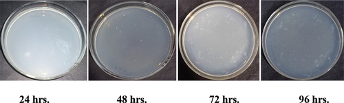 Figure 5b. Antibacterial activity of Ghamraa leaf extract finished fabric against growth of Bacillus cereus.