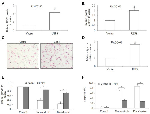 Figure 3 USP8 overexpression significantly promotes melanoma cell activities and alleviates efficacy of standard of care drugs. (A) USP8 protein level was significantly increased in USP8-overexpressing melanoma cells. (B) USP8 overexpression significantly augmented melanoma cell proliferation. Representative images (C) and quantification (D) of migration assay demonstrated enhanced migration in USP8-overexpressing melanoma cells. Migration quantification was performed by counting number of migrated cells from five selected fields. USP8 overexpression significantly reversed anti-proliferative (E) and pro-apoptotic (F) effects of vemurafenib (0.5 μM) and dacarbazine (10 μM) in UACC-62 cells. Results were presented as fold change relative to normal. *P<0.05, compared to control.