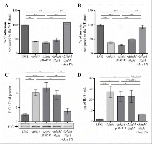 Figure 5. Deletion of flgM gene reduces LF82 adhesion to and invasion of intestinal epithelial Caco-2/TC7 cells but increases their interleukin-8 response, A: The numbers of cell-associated bacteria were quantified after a 3-h infection period. The results are expressed as the percentage of adherent wild-type LF82 bacteria. B: Invasion ability was determined after gentamicin treatment for an additional hour. The results are expressed as the percentage of invasive wild-type LF82 bacteria taken as 100%. C: Representative western blot analysis of flagellin release in the culture supernatant at 24h. Quantification of FliC band intensity standardize to total protein is shown in the top panel (representative from 4 independent experiments). D: Pro-inflammatory chemokine interleukin-8 secretion by Caco-2/TC7 cells after a 3-h infection. The data are presented as the mean ± SEM of at least four independent experiments Statistical analysis were performed using one-way ANOVA with Tukey's multiple comparison test. P <  0.05 (*),P <  0.01 (**) and P <  0.005 (***).
