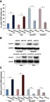 Figure 4 MiR-218 regulates the DDP sensitivity in CC cell by regulation of survivin. (A) The effect of miR-218 on the DDP sensitivity in CC cells. (B) The effect of miR-218 on the expression of survivin in CC cells in protein level. (C) The effect of miR-218 on the expression of survivin in CC cells in mRNA level. The data were shown as the mean±SD. *P<0.05.