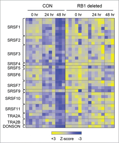 Figure 6. Ser/Arg-rich splicing factors are repressed by RB1 during terminal erythroid differentiation. Heat map of Ser/Arg-rich splicing factor expression in control and RB1-deficient FLC in culture at 0 hours, 24 hours, and 48 hours. Each row corresponds to a unique probe set. Z-scores are gene normalized over the time course (using control and RB1 deleted samples).