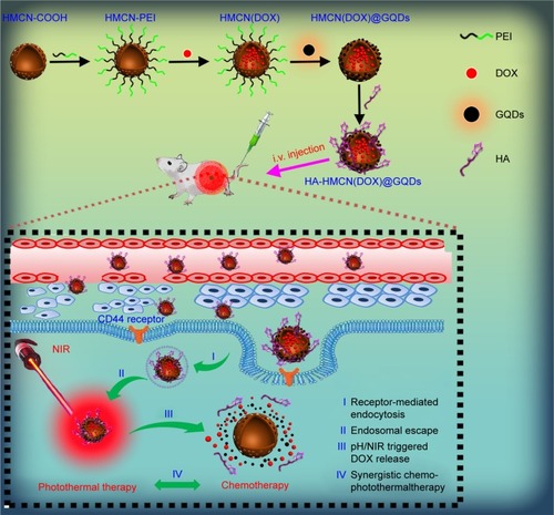 Figure 1 Schematic illustration of HA-HMCN(DOX) @GQDs nanoplatform for targeting drug delivery and synergistic chemo-photothermal therapy.Abbreviations: DOX, doxorubicin; GQDs, graphene quantum dots; HA, hyaluronic acid; HMCN, hollow mesoporous carbon nanoparticles; NIR, near infrared; PEI, polyethylenimine.