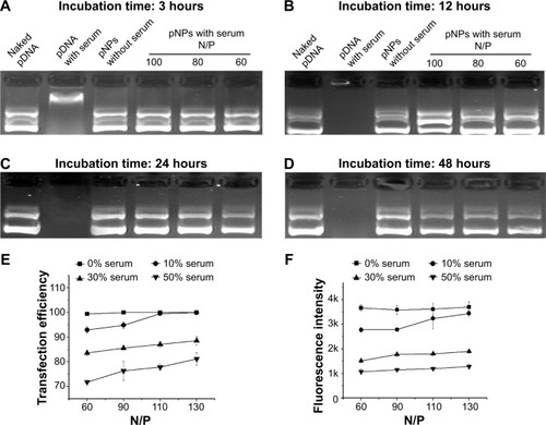 Figure 4 Stability of plasmid deoxyribonucleic acid (pDNA)-loaded lipopolysaccharide-amine nanopolymersomes (pNPs) to serum.Notes: Gel electrophoresis of pNPs after incubation with 50% serum for a different time followed by complete dissociation by heparin (A–D), the transfection efficiency (E) and average fluorescence intensity (F) of mesenchymal stem cells transfected by pNPs in serum with different concentration.