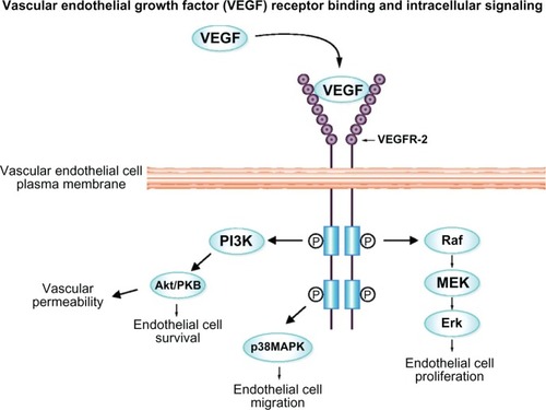 Figure 1 VEGF binds to the vEGFR-2 receptor, activating angiogenic response by phosphorylating domains within the receptor and below the endothelial membrane.