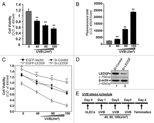 Figure 1. LECs require LEDGF expression for resistance against UVB-induced damage. (A) UVB radiation caused reduced hLEC viability. Cells were exposed to UVB at different doses (40, 80 and 100 J/m2). After 24h, cell viability was determined by MTS assay. (B) Intracellular ROS were measured at 24h following UVB exposure by replacing the medium with Hank's medium containing 10 μM H2-DCF-DA at Ex485/Em530 nm. (C) LEDGF expression affected cell viability after UVB exposure. MTS assay was performed to examine viability of cells under- or overexpressing LEDGF after UVB exposure (40, 80 and 100 J/m2). When LEDGF was depleted in hLECs by Si-LEDGF, the cells became more vulnerable to UVB-induced damage, while LECs overexpressing LEDGF had resistance against UVB stress. Transfection efficiency was normalized with GFP OD values measured at ex485/em530. Values are mean ± SEM of three independent experiments. Asterisks indicate statistically significant difference (p < 0.001 vs. control). (D) Representative Western analysis for LEDGF protein to show effective silencing of LEDGF in hLECs with specific siRNA strategy. (E) Diagrammatic representation of UVB stress schedule conducted in the study.