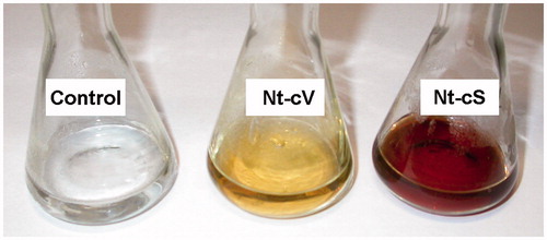 Figure 4. Representative images of silver nanoparticle dispersions synthesized with Nt-cV and Nt-cS callus extracts after a 24 h reaction time. Control flasks contained silver nitrate solution without adding callus extract.