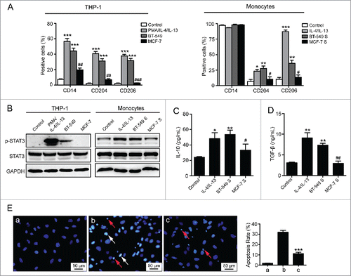 Figure 2. Inducement of M2-like macrophages by breast cancer cell lines with different HA expression levels. (A) Flow cytometry analysis showing expression levels of CD14, CD204, and CD206 in THP-1 cells and monocytes. (B) Western blot analysis of STAT3 phosphorylation levels of THP-1 cells and monocytes. (C, D) Levels of IL-10 and TGF-β secreted by monocytes were measured by ELISA assay. (E) Apoptosis of BT-549 cells induced by monocytes. (a) BT-549 cells cultured in normal condition; (b) BT-549 cells co-cultured with monocytes which were cultured in normal medium for 72 h; (c) BT-549 cells co-cultured with monocytes which were pretreated with 50% BT-549 supernatant for 72 h. The ratio of apoptotic BT-549 cells was determined by manually counting white condensed pyknotic nuclei (white arrows point to the representative apoptotic nuclei of BT-549 cells, and red arrows point to the nuclei of monocytes). At least five fields were counted for each experimental group. Data represented are shown as mean ± s.d. from three independent experiments. *p < 0.05, **p < 0.01, ***p < 0.001 (* VS Control); #p < 0.05, ##p < 0.01, ###p < 0.001 (# VS BT-549 or BT-549S).